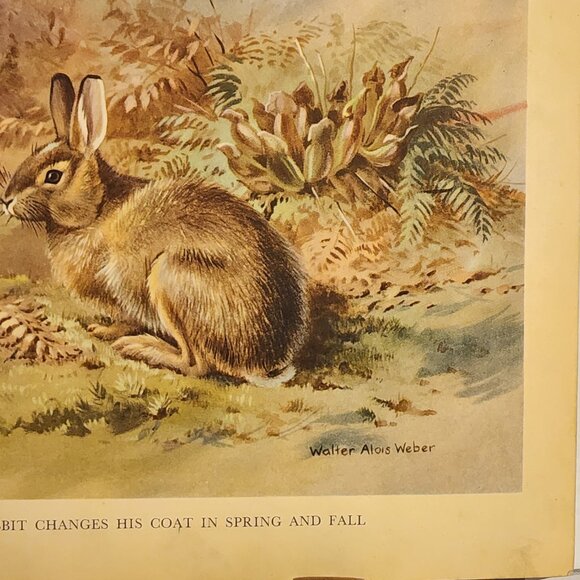 The Snowshoe Rabbit - Walter Alois Weber - 1934 - Picture 3 of 5